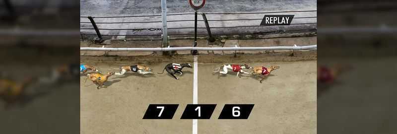 Slot Pre Recorded Dog Racing 2 Slot Pre Recorded Dog Racing 2