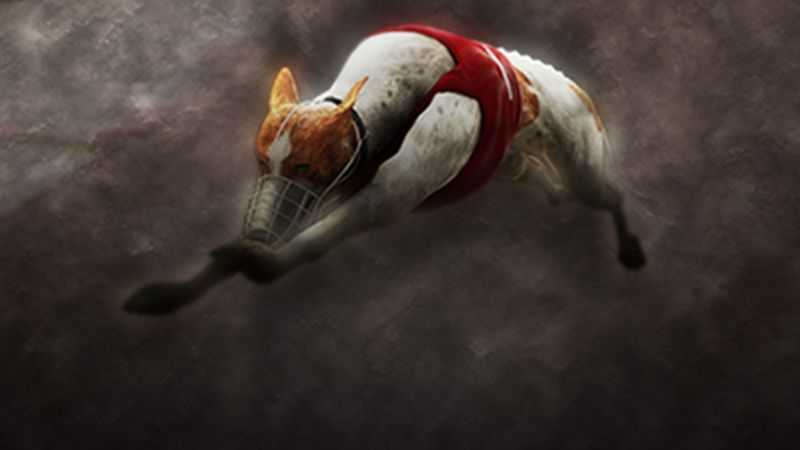 Play Instant Virtual Greyhounds by 1x2gaming