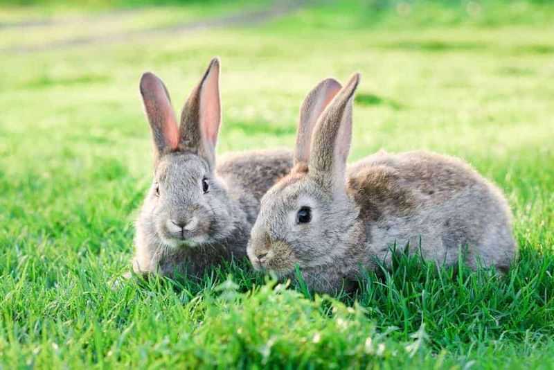 Slot Jumpin' Rabbit
