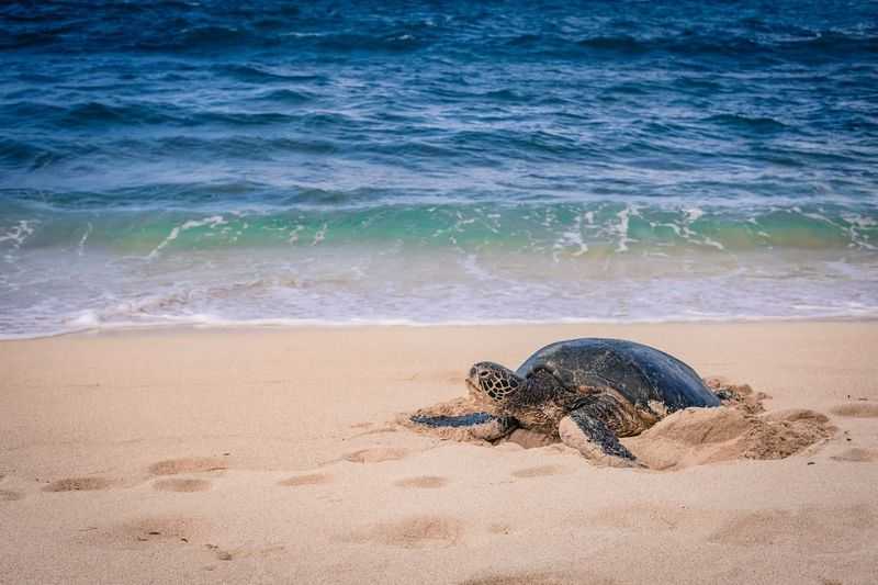 Slot Sea Turtle