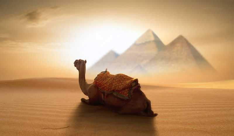 Play Desert Camel by Iconic Gaming