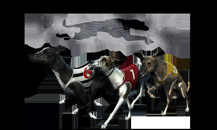 Play Platinum Hounds by Kiron Interactive