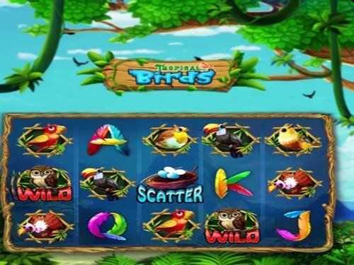 Play Tropical Birds by Mplay