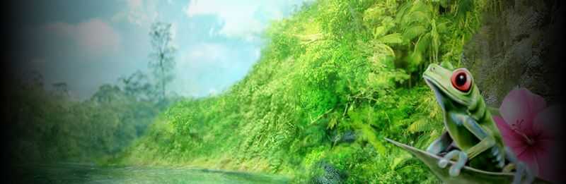 Slot Rainforest Dream